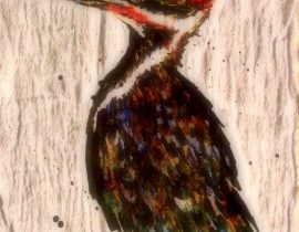 pileated woodpecker