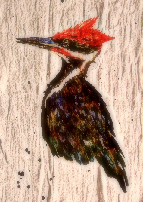 pileated woodpecker