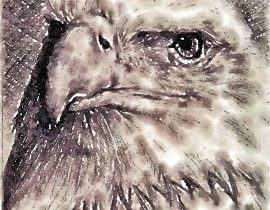 bald eagle