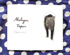 Mayalan Tapir