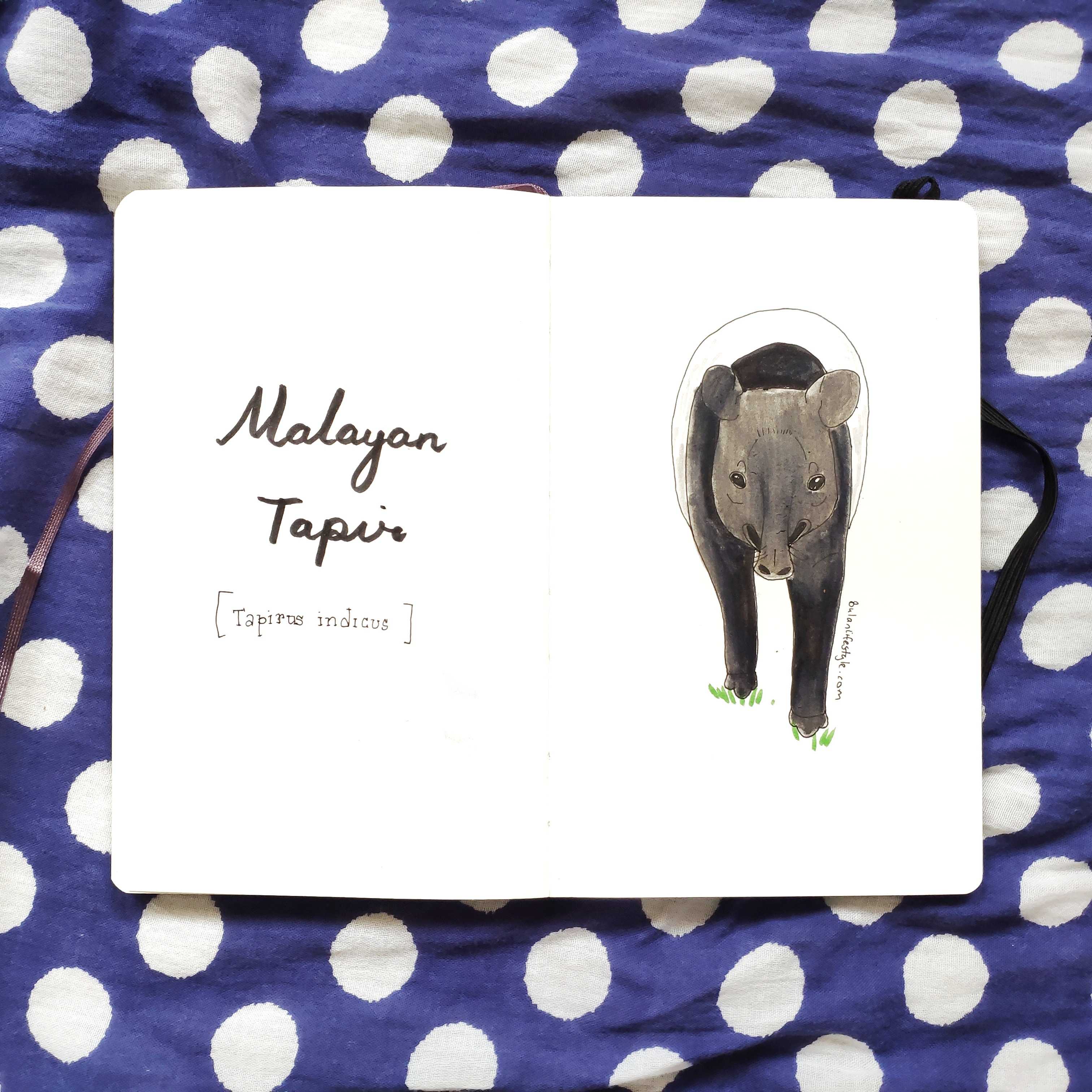 Mayalan Tapir