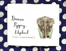Borneo pygmy elephants