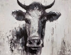 bovine stare