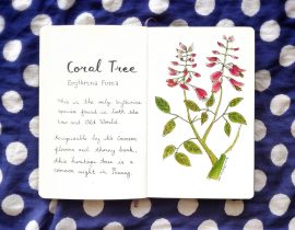 Coral tree