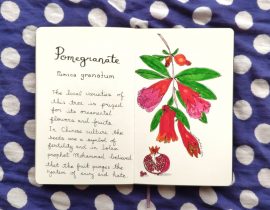 Pomegranate drawing