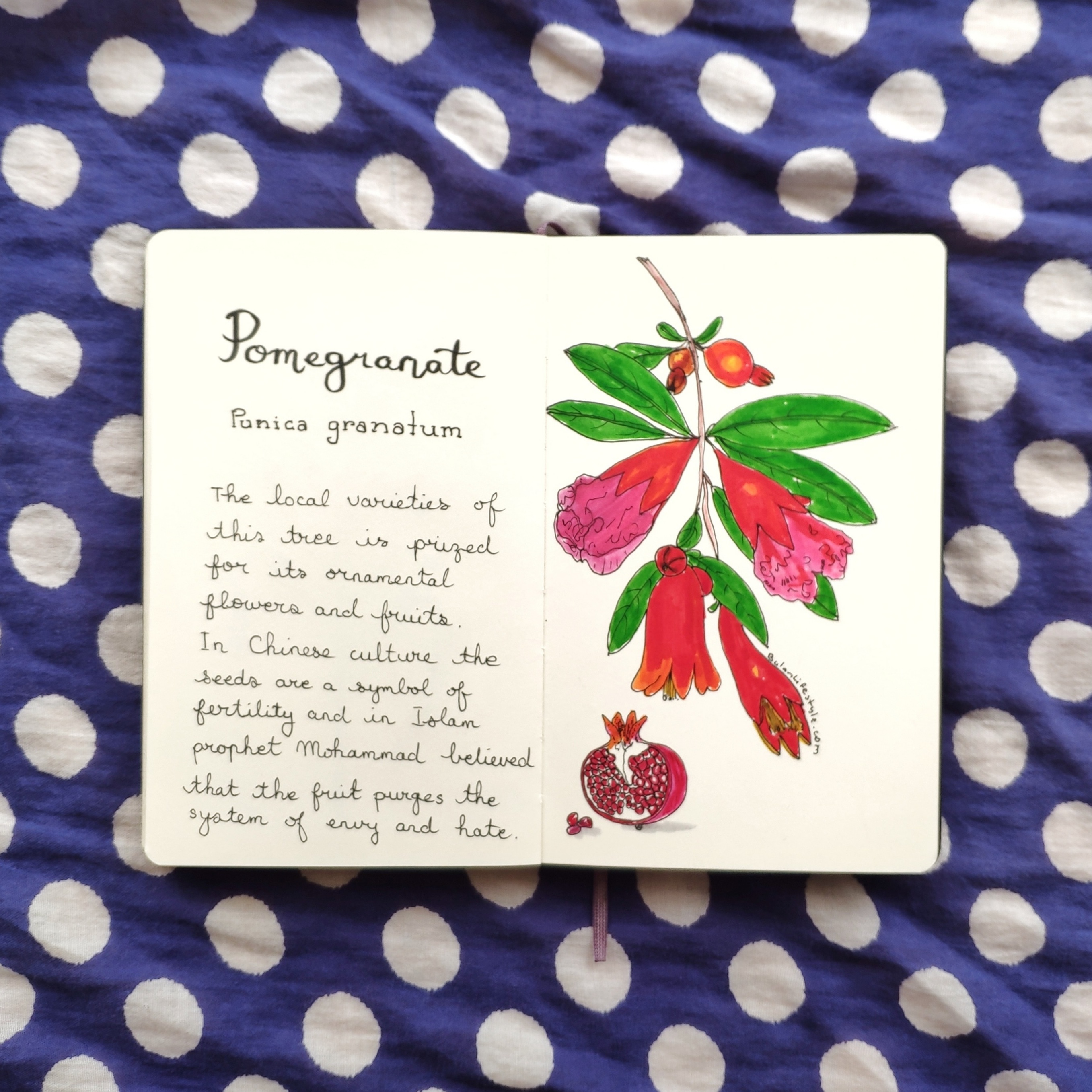 Pomegranate drawing