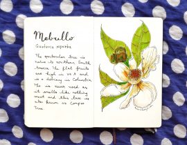 Mebrillo botanical drawing