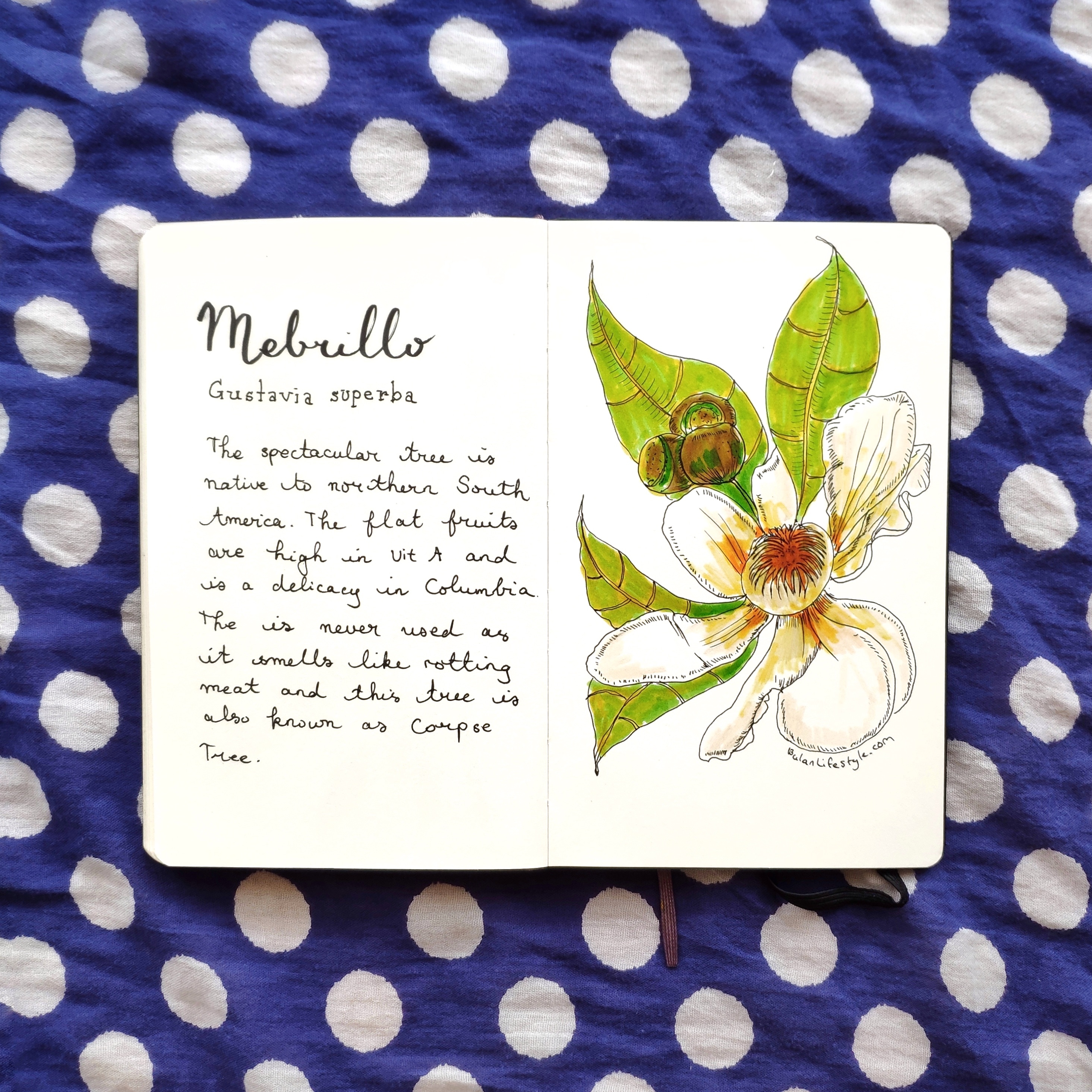 Mebrillo botanical drawing