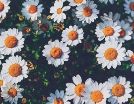 Daisies