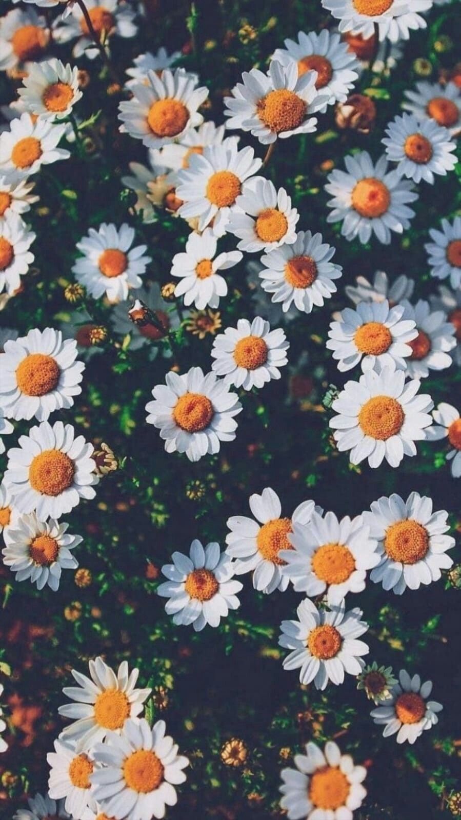 Daisies