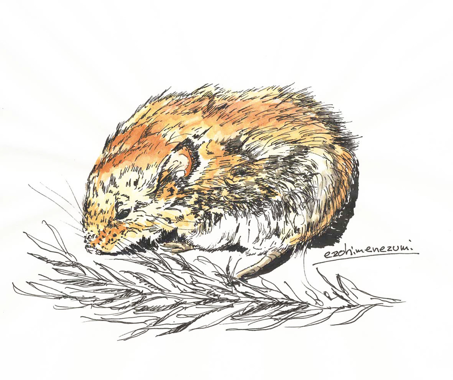 Apodemus argenteus – 蝦夷姫鼠