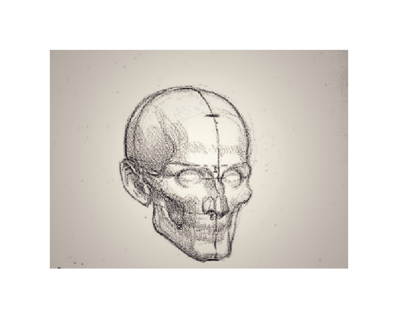 skull study, C