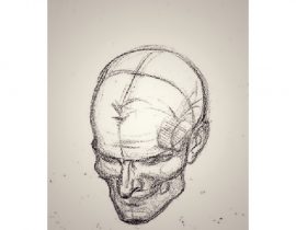 study of skull, B