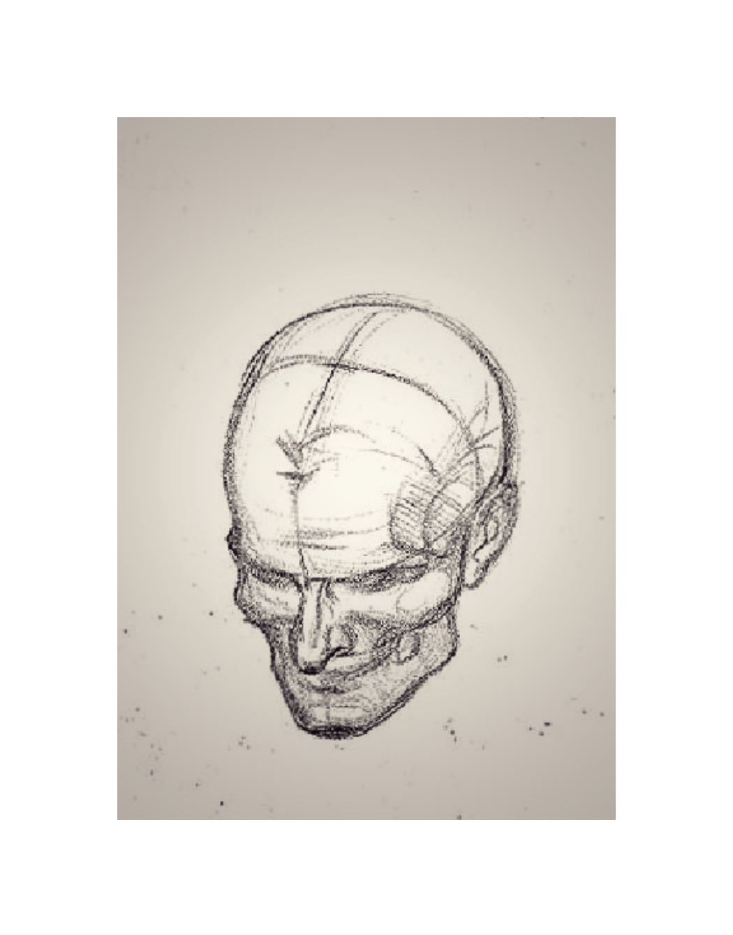 study of skull, B