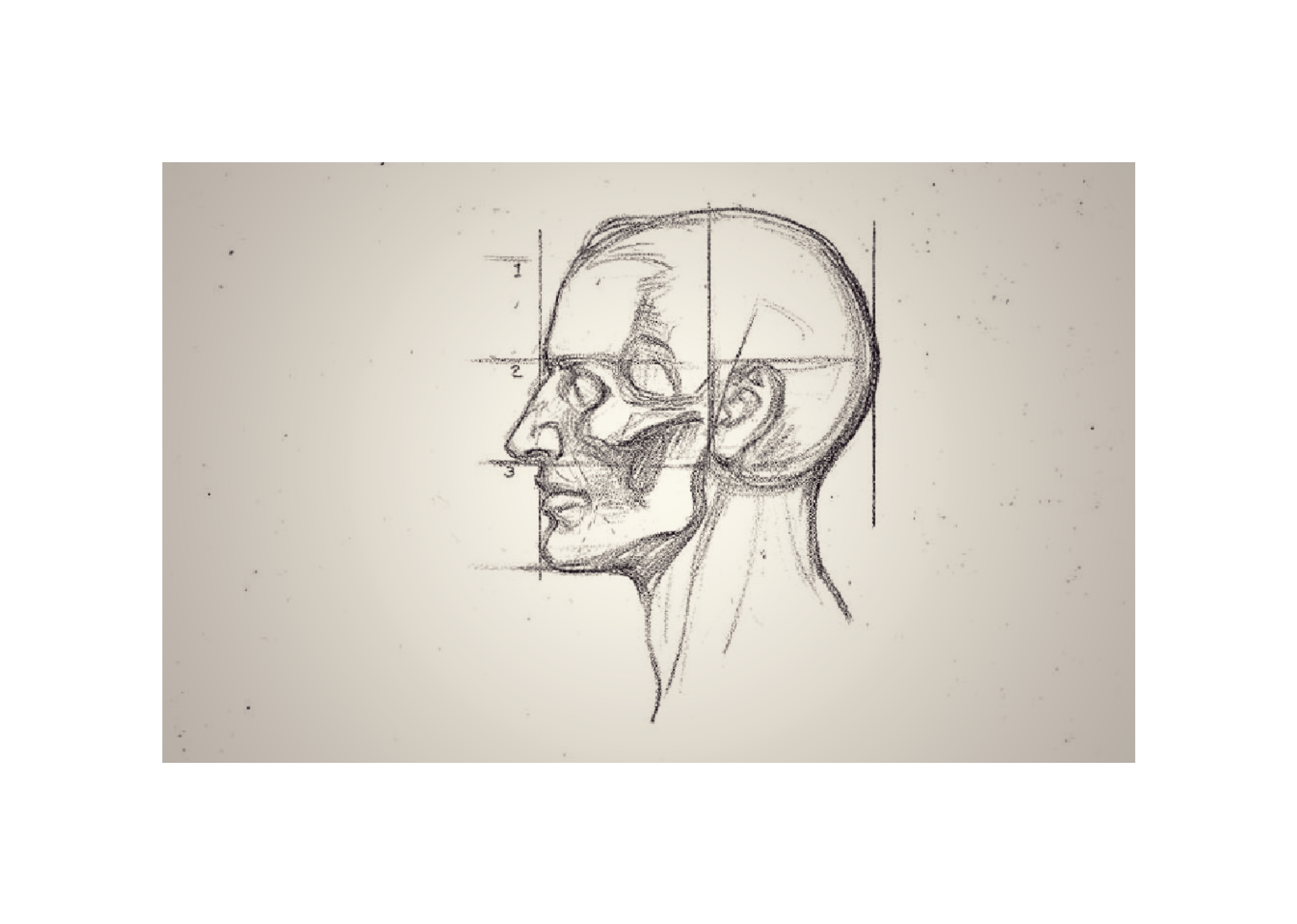 study of skull, A