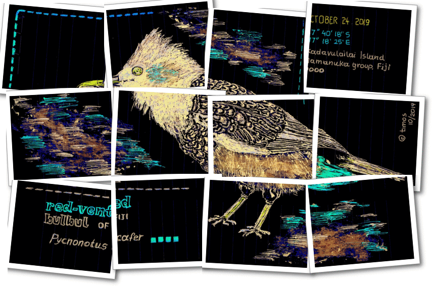red vented bulbul – Fiji, Kadavulailai islands