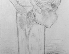 Sketch of the rose