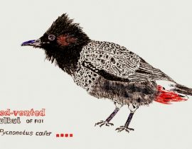 red-vented bulbul – version 10