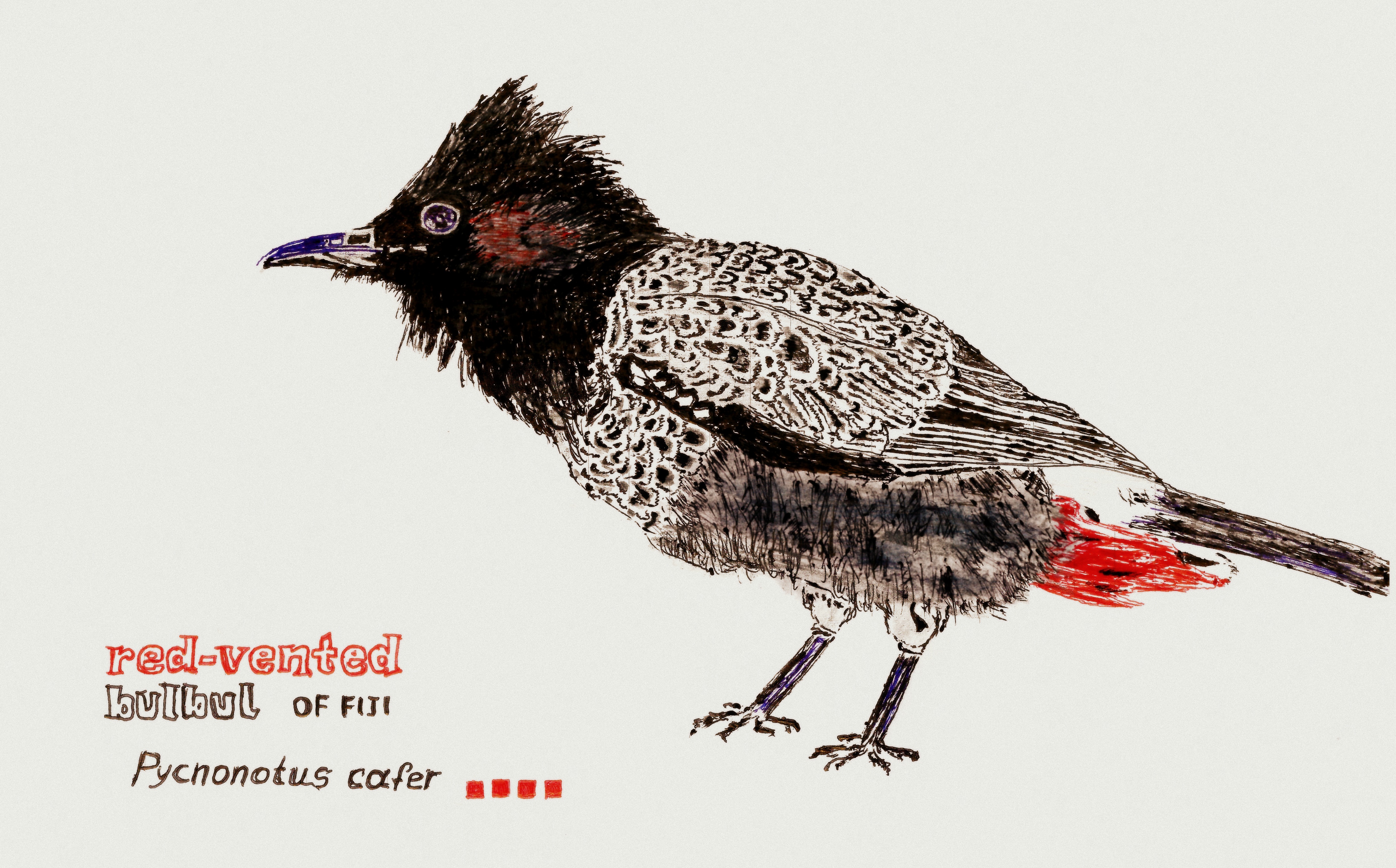 red-vented bulbul – version 10