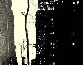 a tree withers in Manhattan