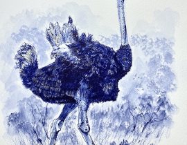 Ostrich