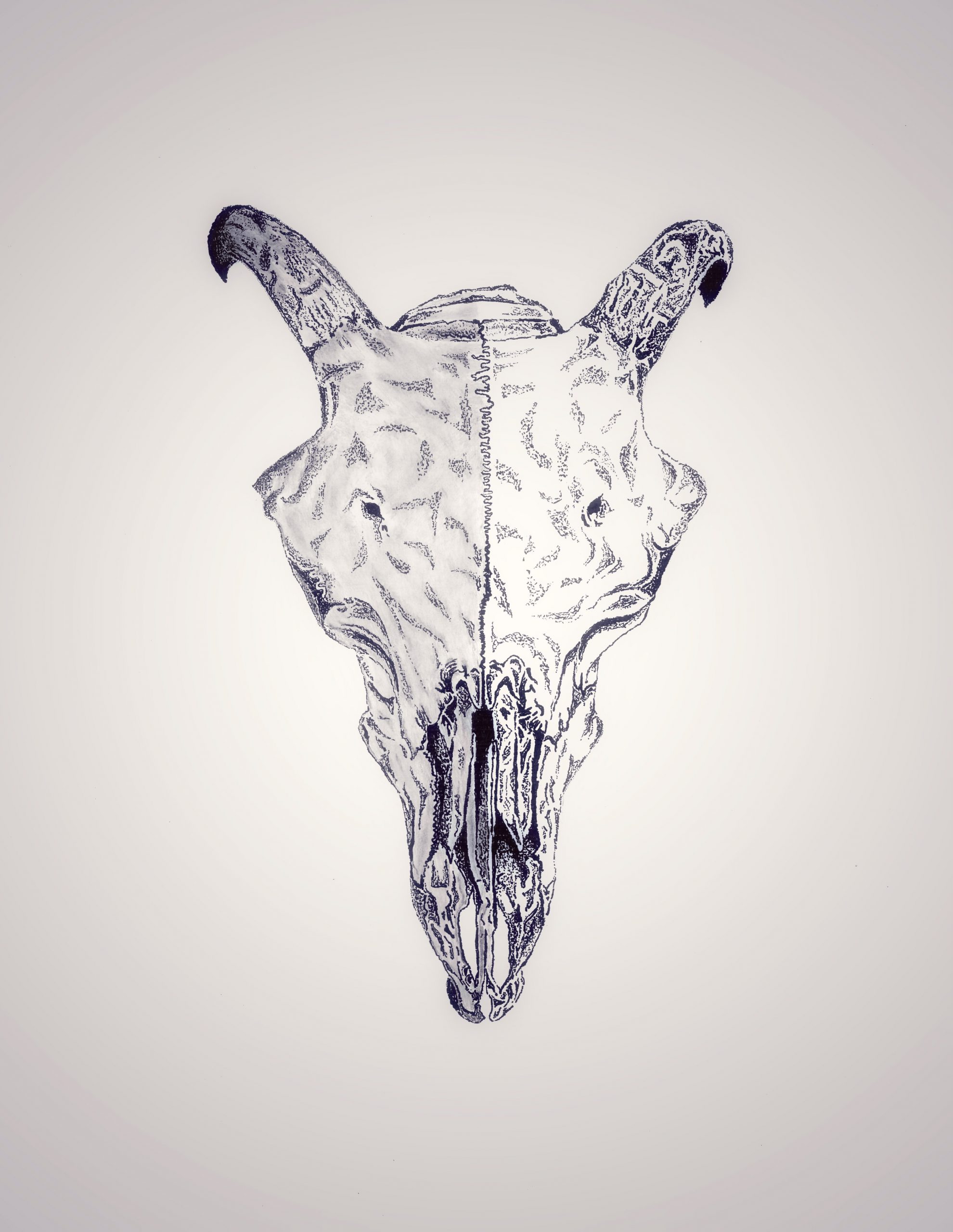 ram’s skull / half-shaded / 03.23.2020