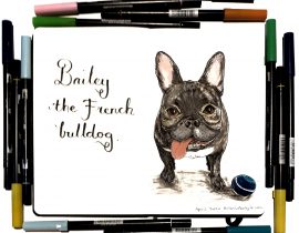 Bailey the French bulldog