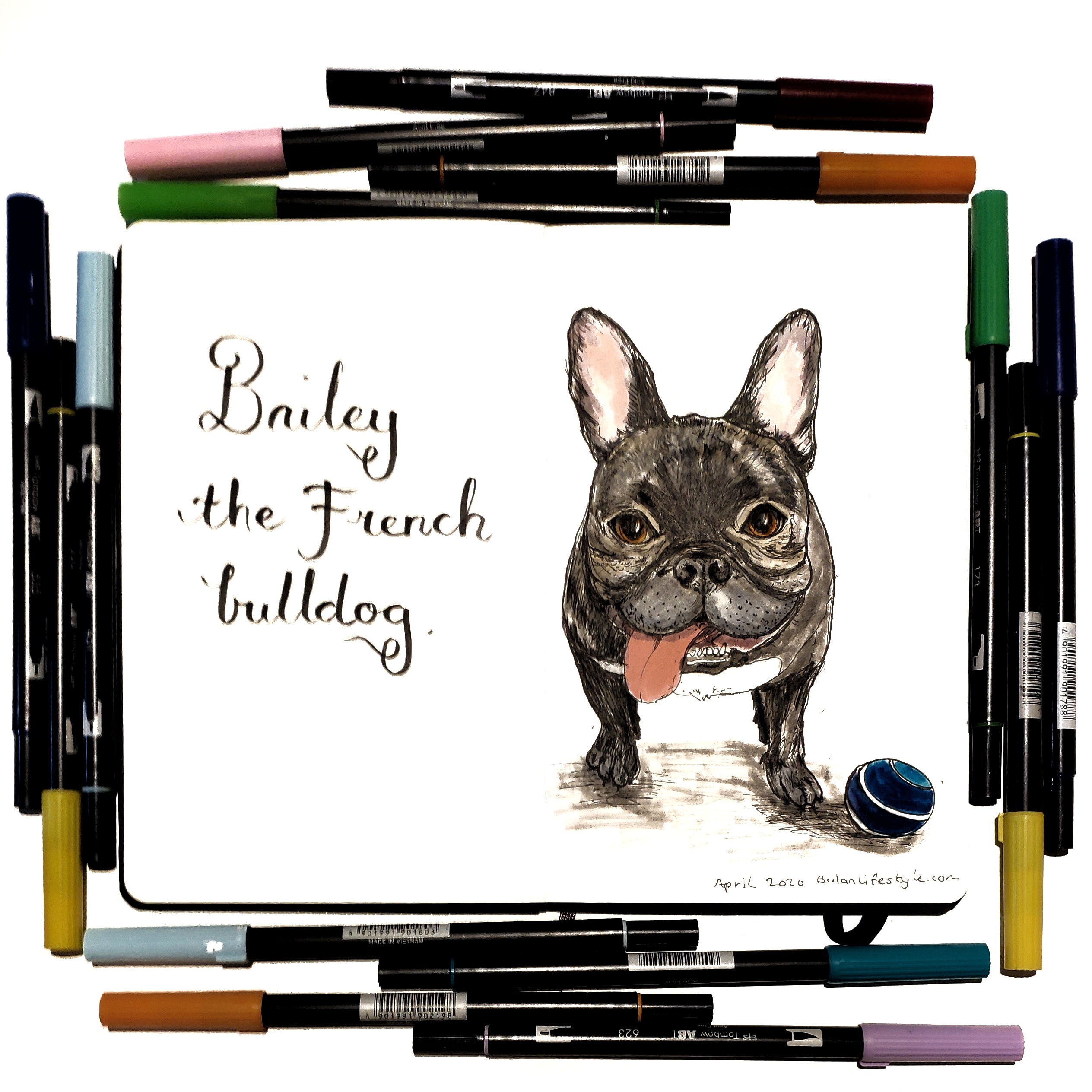 Bailey the French bulldog