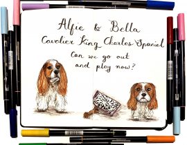 Pet Portraits: cavalier king charles spaniels