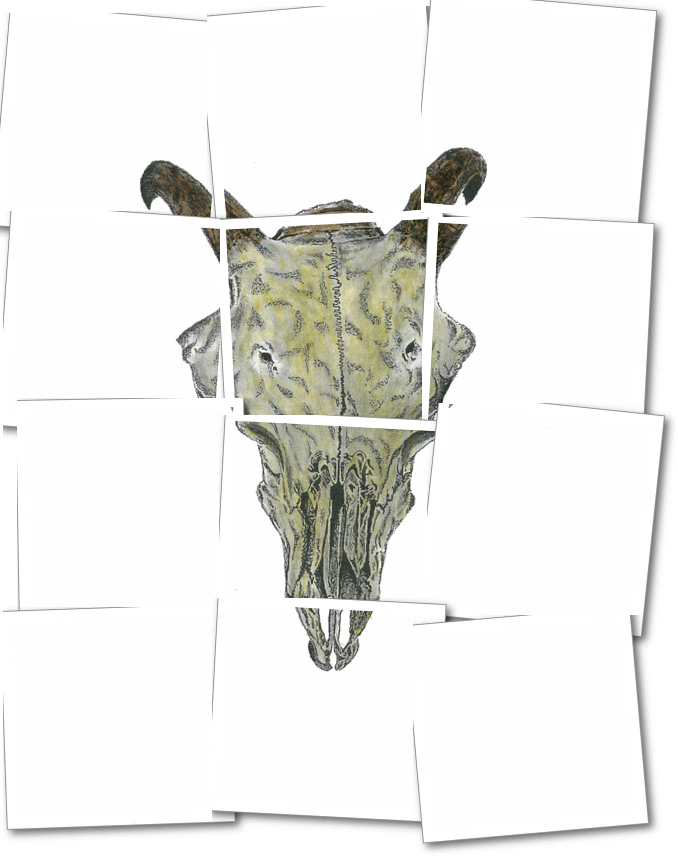 ram’s skull // fragmented