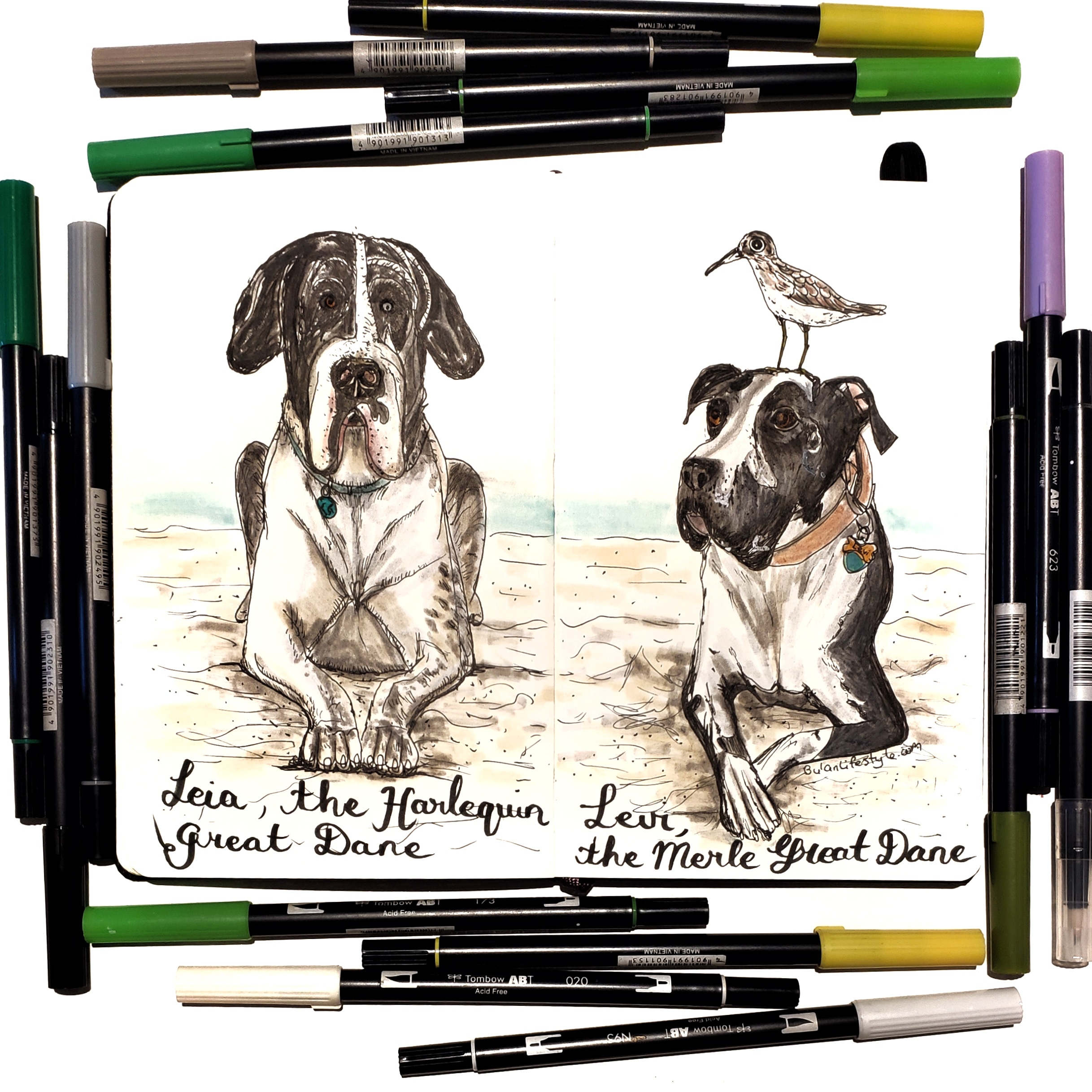 Pet Portraits : Leia and Levi Dreat Danes