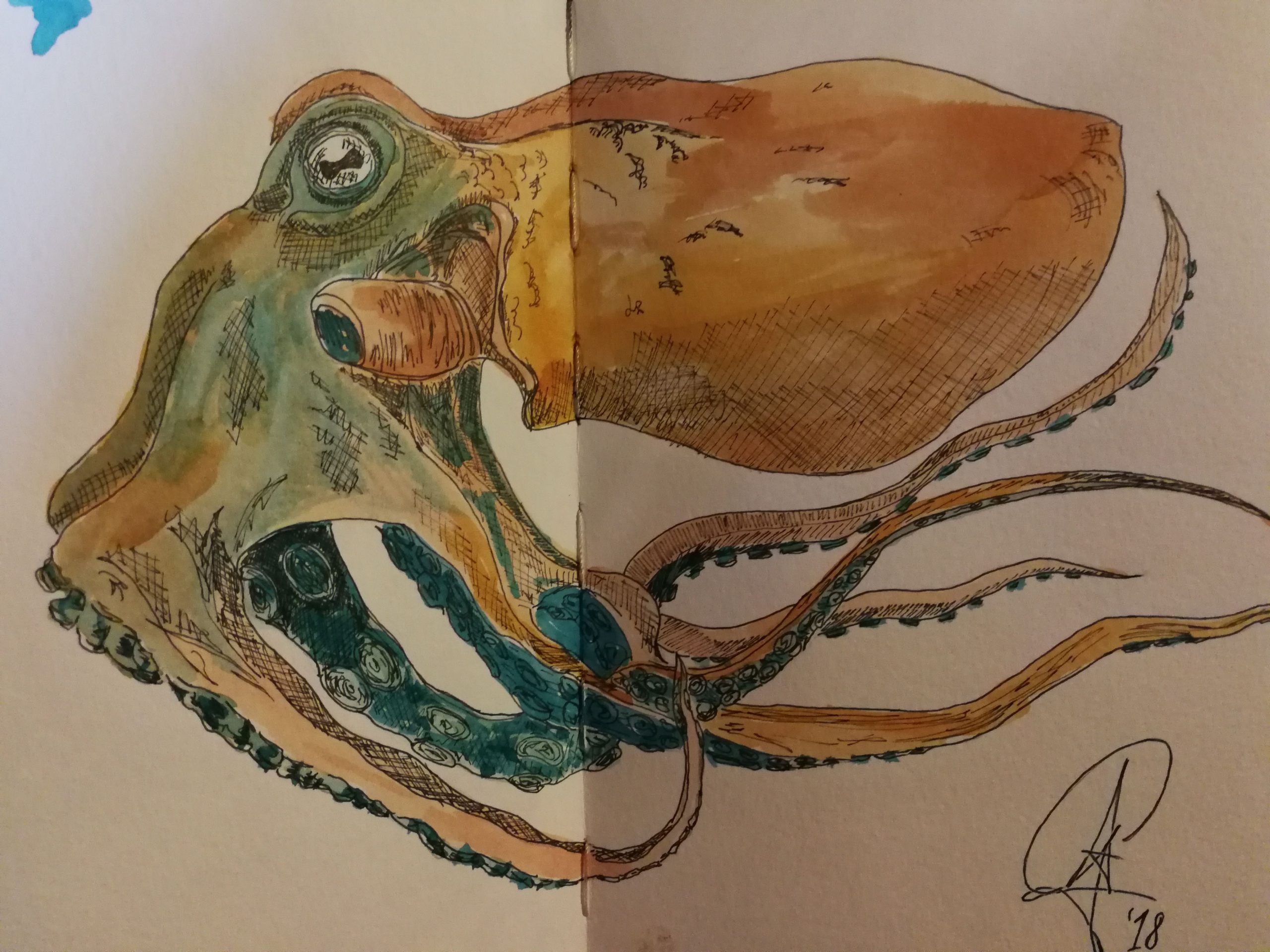 Octopus 1