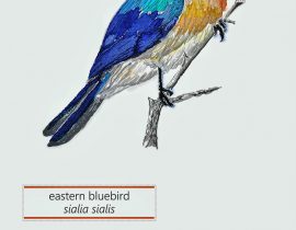 eastern bluebird  |  june.27.2020