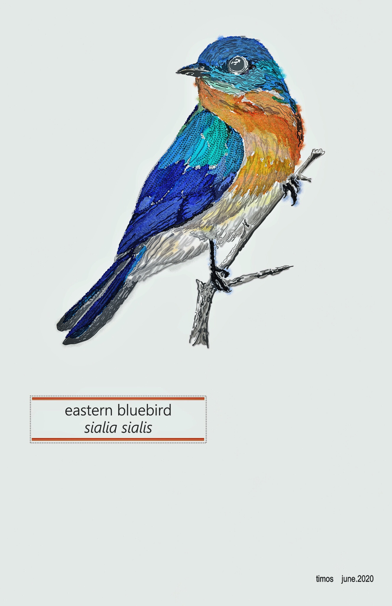 eastern bluebird  |  june.27.2020