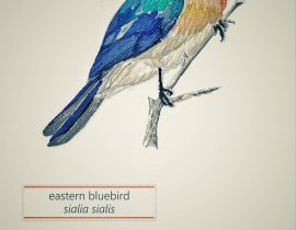 eastern bluebird | june.18.2020