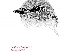 eastern bluebird  |  june.05.2020