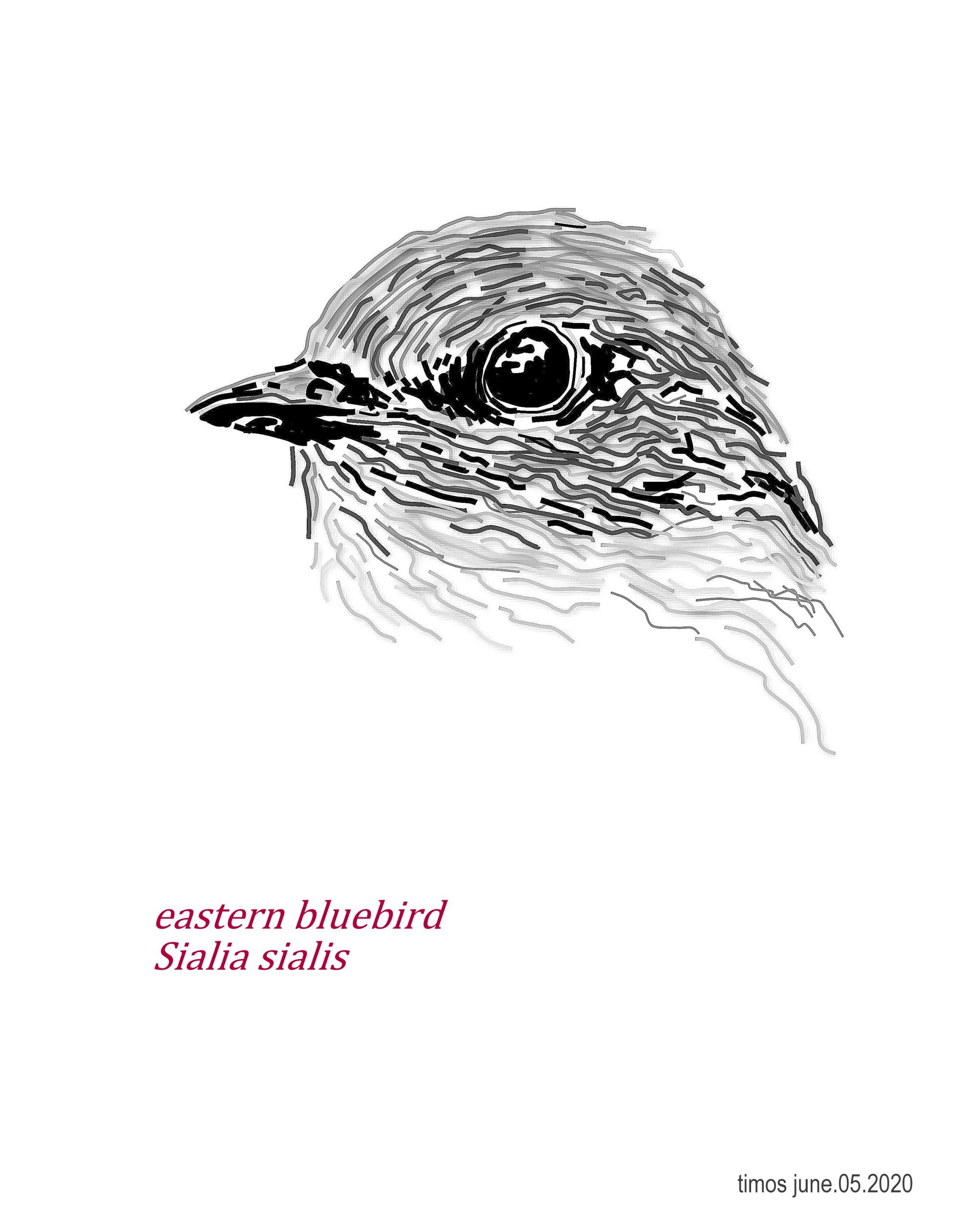 eastern bluebird  |  june.05.2020