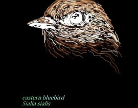 eastern bluebird  |  june.05.2020 [negative]