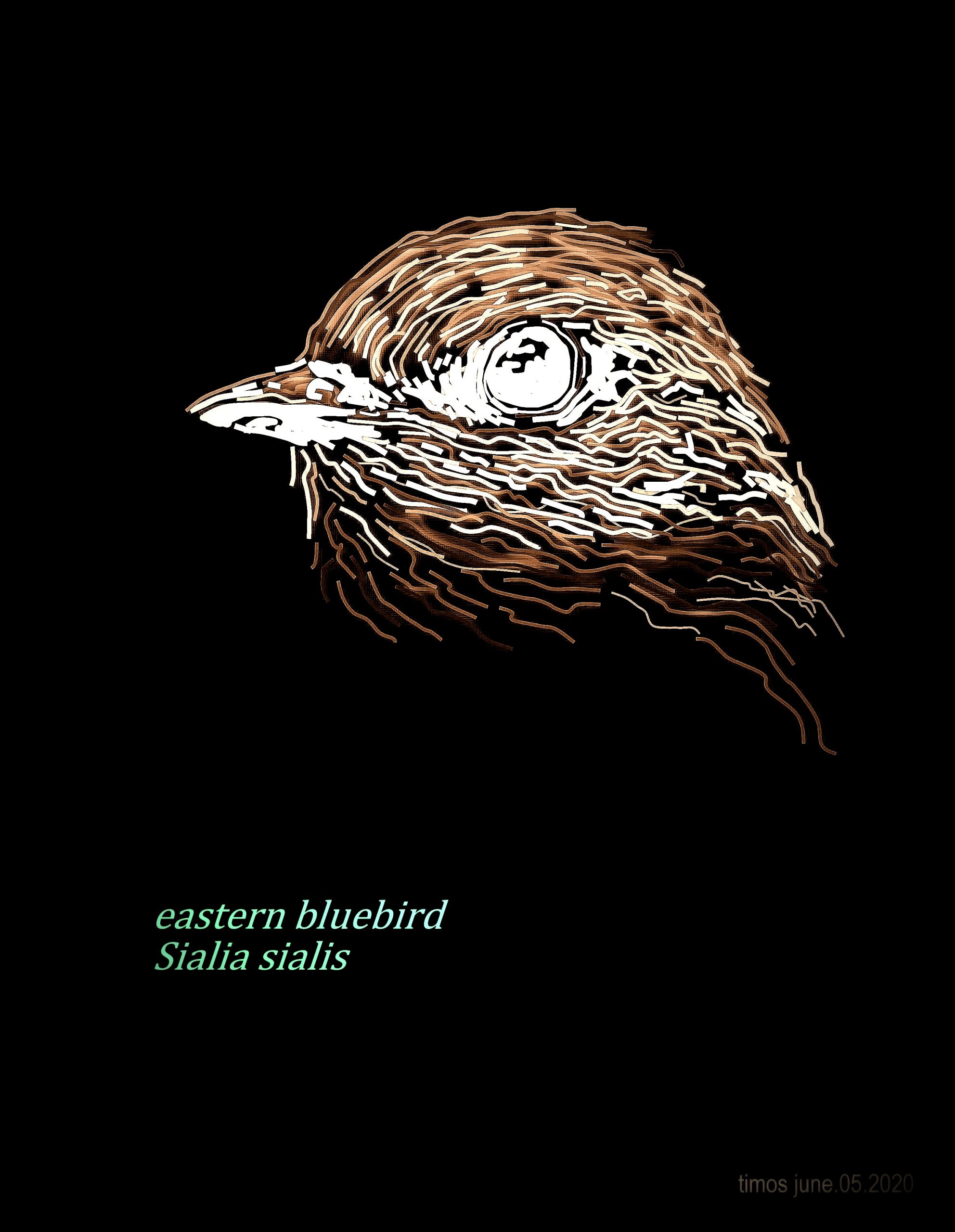 eastern bluebird  |  june.05.2020 [negative]