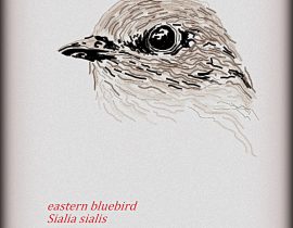 eastern bluebird  |  06.five.twenty20