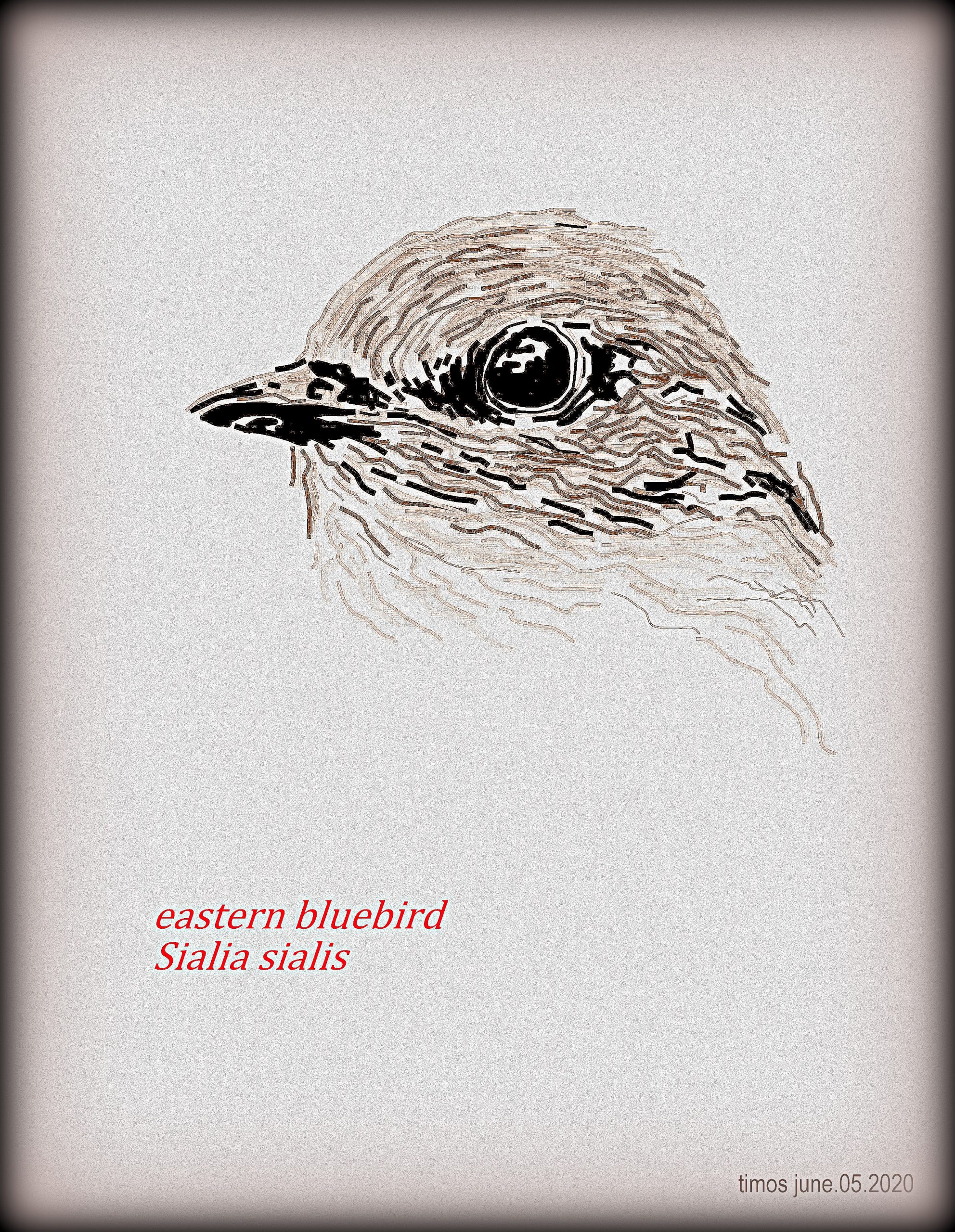 eastern bluebird  |  06.five.twenty20