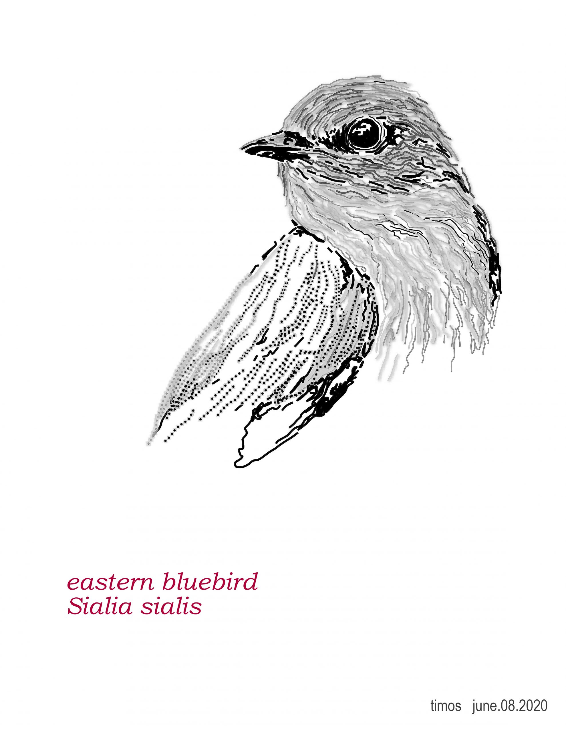 eastern bluebird  |  june.08.2020