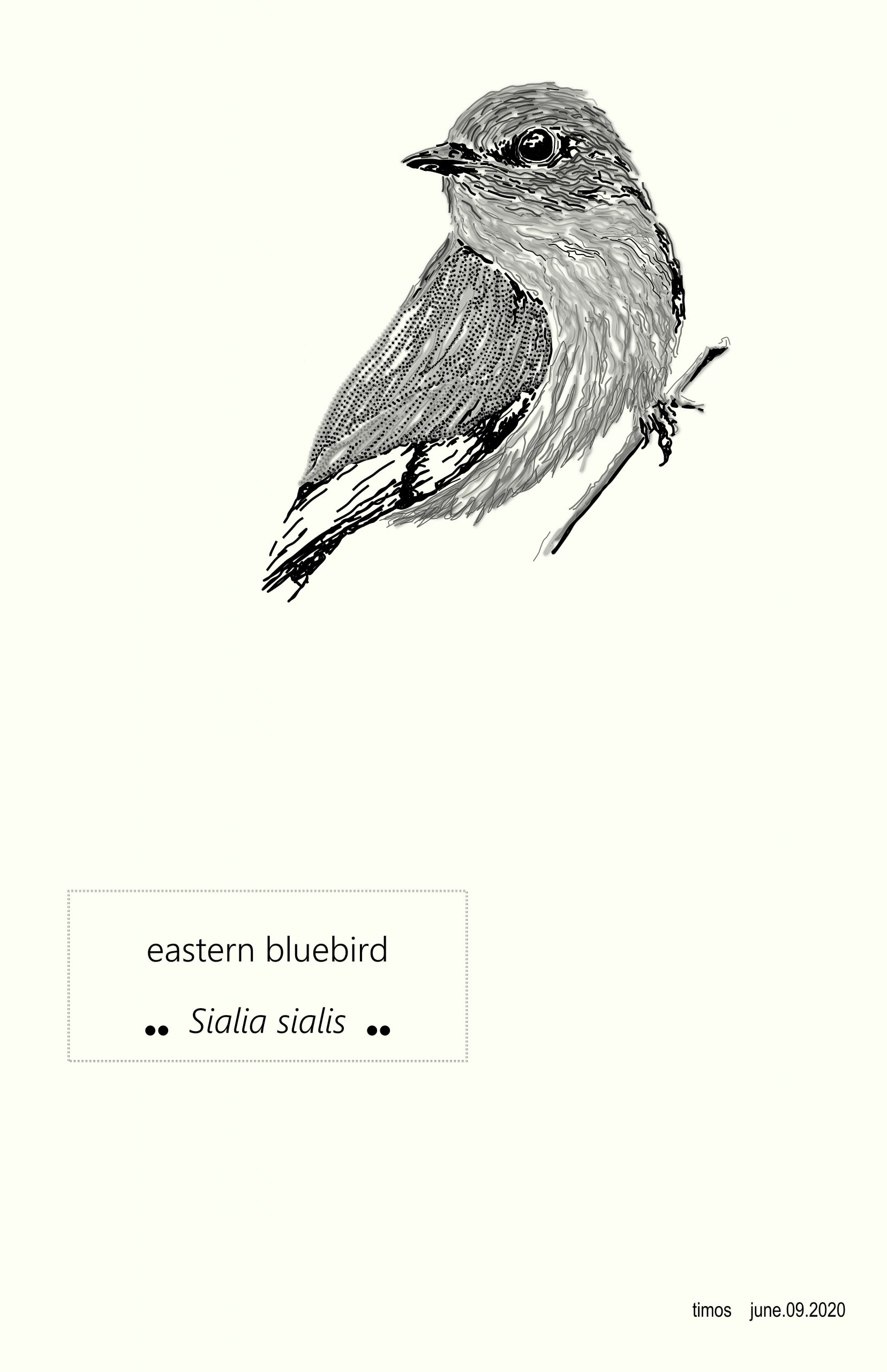 eastern bluebird  |  june.10.2020