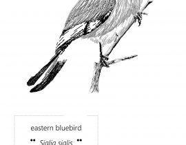 eastern bluebird  |  june.11.2020