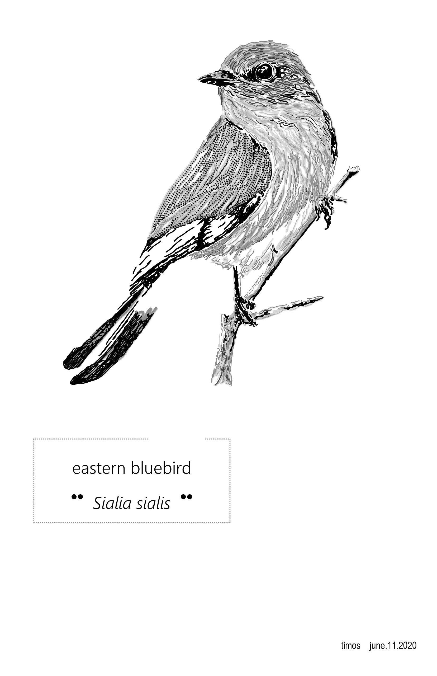 eastern bluebird  |  june.11.2020