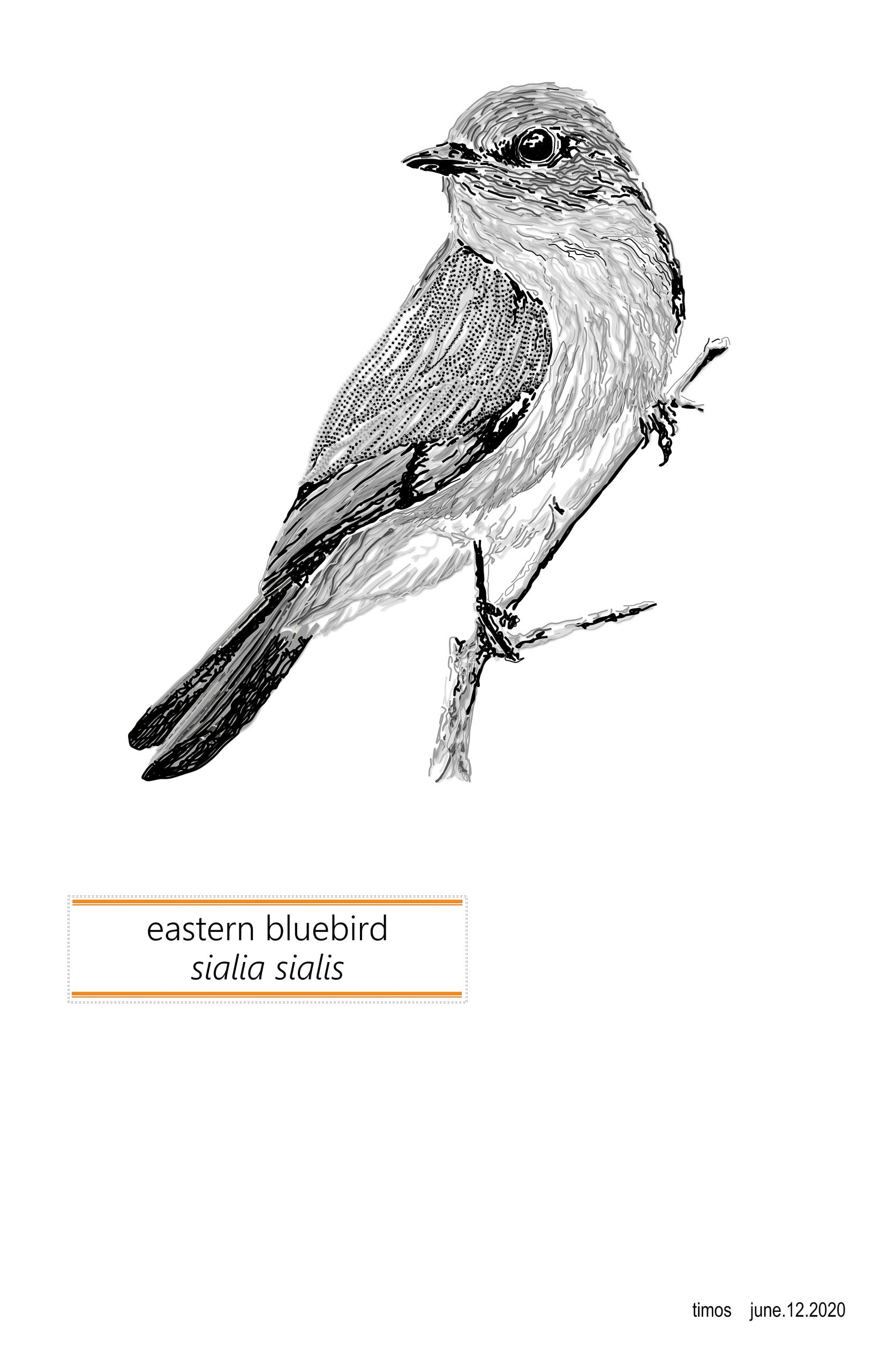 eastern bluebird  |  june.12.2020