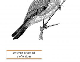 eastern bluebird | june.15.2020
