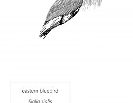 eastern bluebird  |  june.09.2020