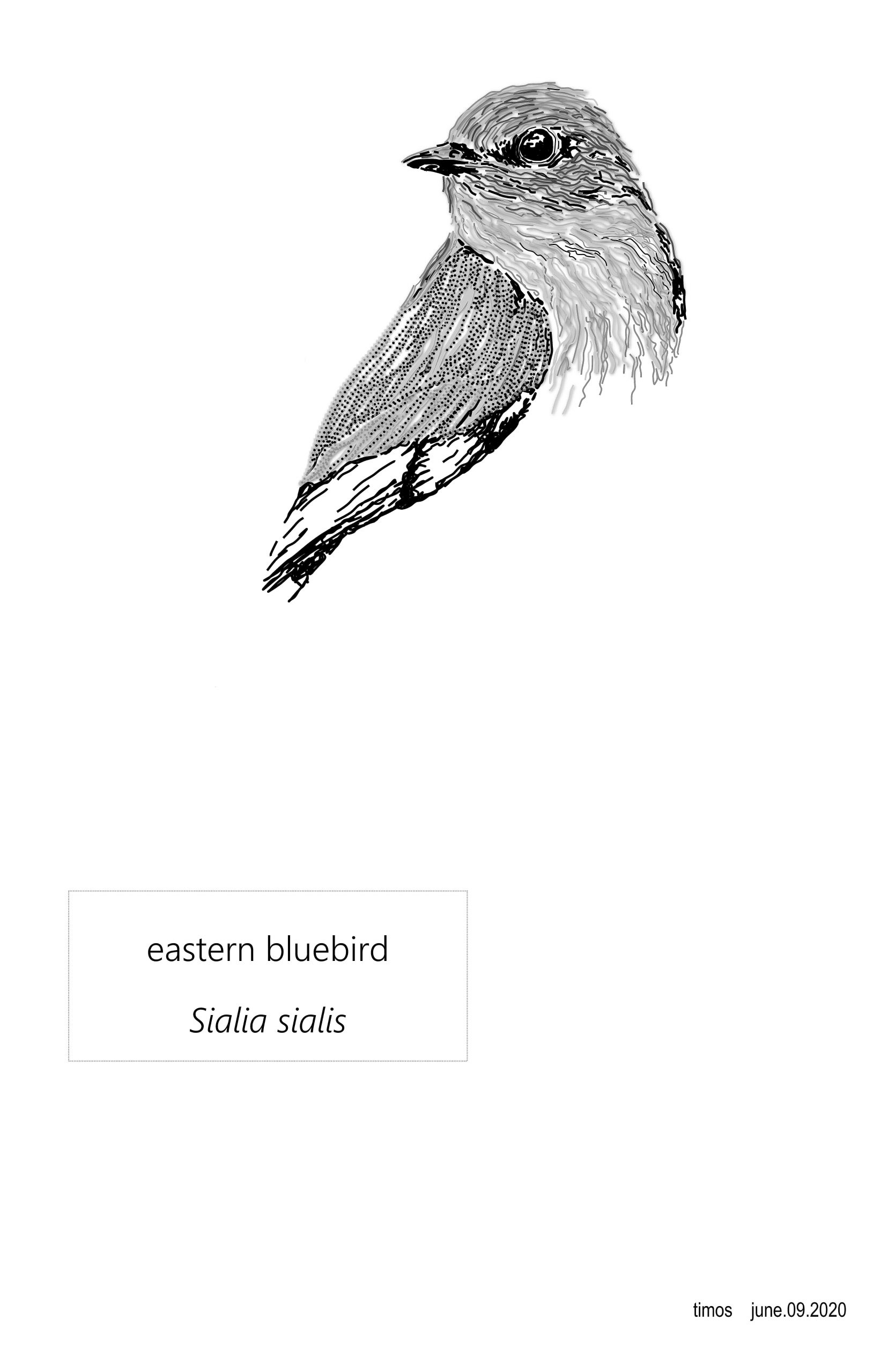 eastern bluebird  |  june.09.2020