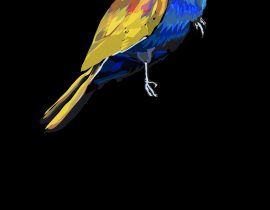 eastern bluebird  |  negative coloring